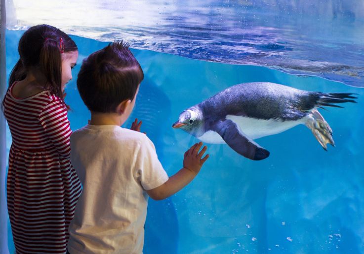 Comprar las entradas para visitar el acuario de Londres