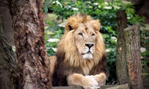 Entradas Zoológico de Londres