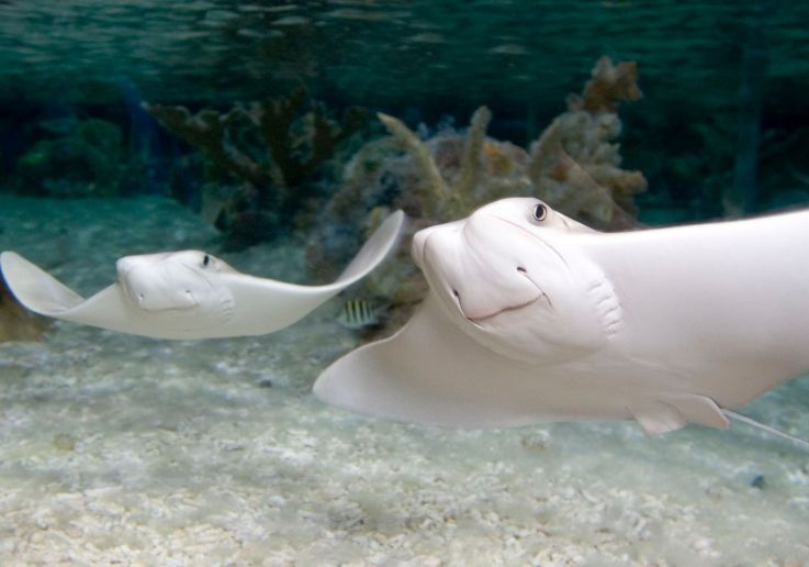 Visitar Sea Life acuario de Londres