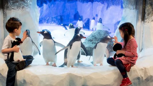 Visitar el acuario de Londres