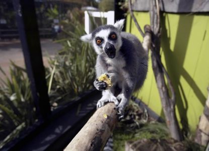 Zoo de Londres